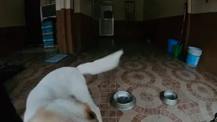 Horizontal video: A dog s nose is seen through a cage 17747646. Duration: 14 seconds. Resolution: 1920x1080