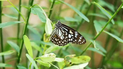 Horizontal video: Butterflies fluttering on leaves 2355058. Duration: 11 seconds. Resolution: 1920x1080