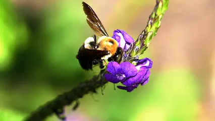 Horizontal video: A bee feeding on flowers nectar 5645535. Duration: 27 seconds. Resolution: 3840x2160