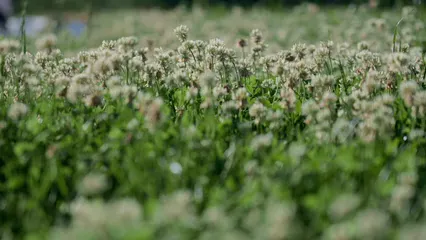 Horizontal video: Wildflowers swaying in the wind 8928527. Duration: 8 seconds. Resolution: 3840x2160