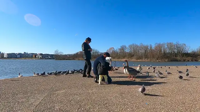 Horizontal video: People with child feeding birds 11314818. Duration: 48 seconds. Resolution: 1920x1080