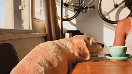 Horizontal video: Dog seeking attention from it s busy owner 5229787. Duration: 16 seconds. Resolution: 3840x2160