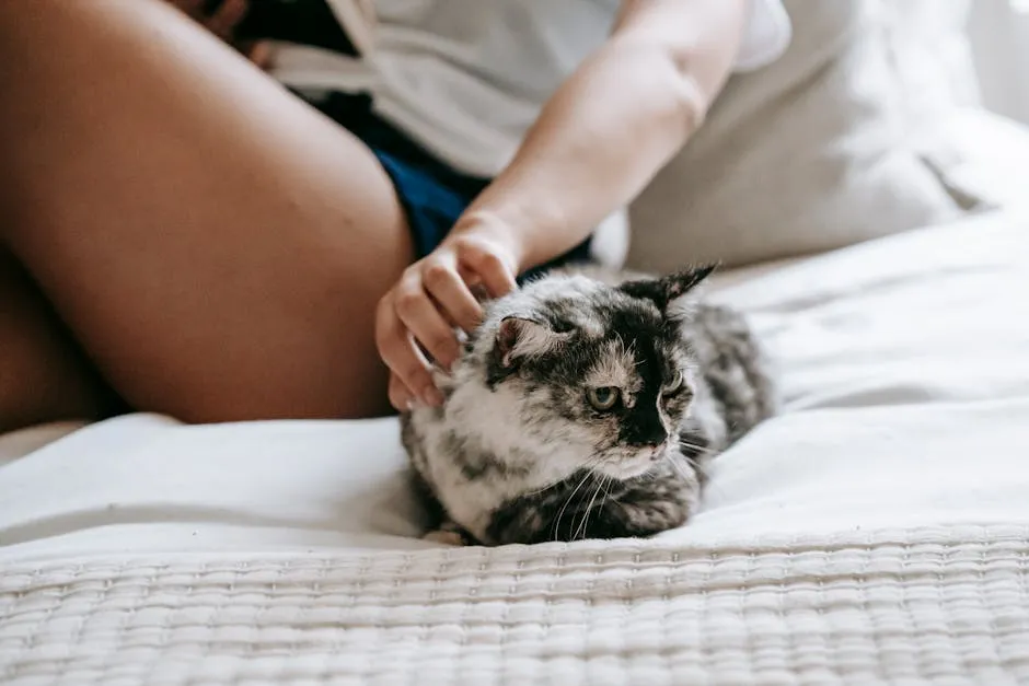 Crop faceless female wearing casual outfit caressing adorable fluffy cat while resting together on cozy bed