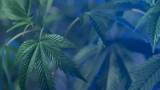 Horizontal video: Lush leaves of the cannabis tree 7667041. Duration: 11 seconds. Resolution: 3840x2160