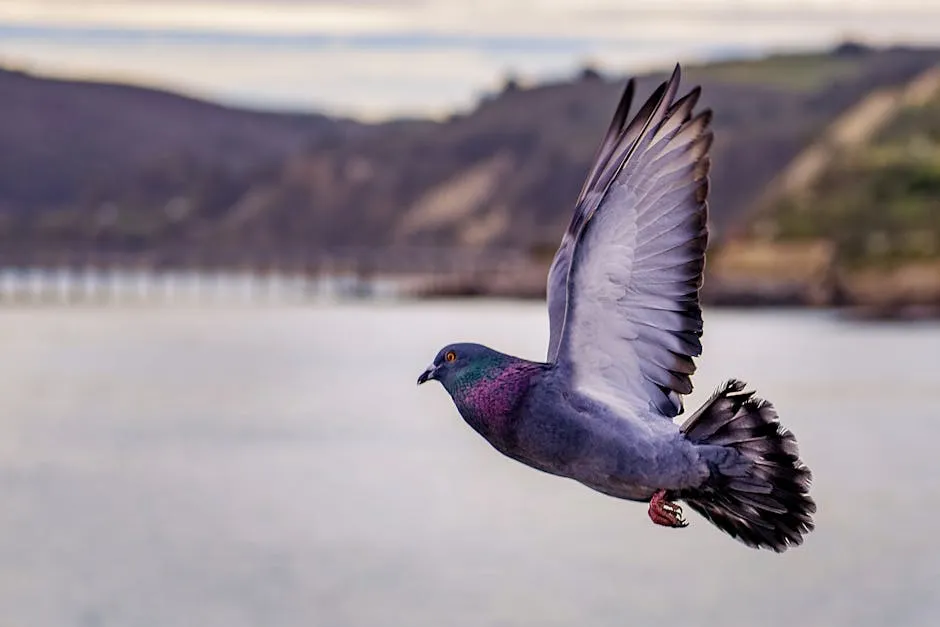 Close-up Photography of Flying Pigeon