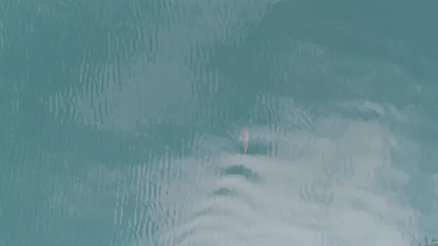 Horizontal video: Aerial view of dolphin swimming in turquoise sea 29089212. Duration: 17 seconds. Resolution: 3840x2160