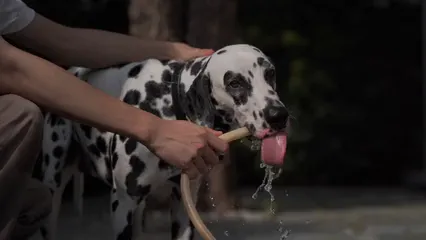 Horizontal video: Dog drinking from water hose 5475226. Duration: 4 seconds. Resolution: 3840x2160