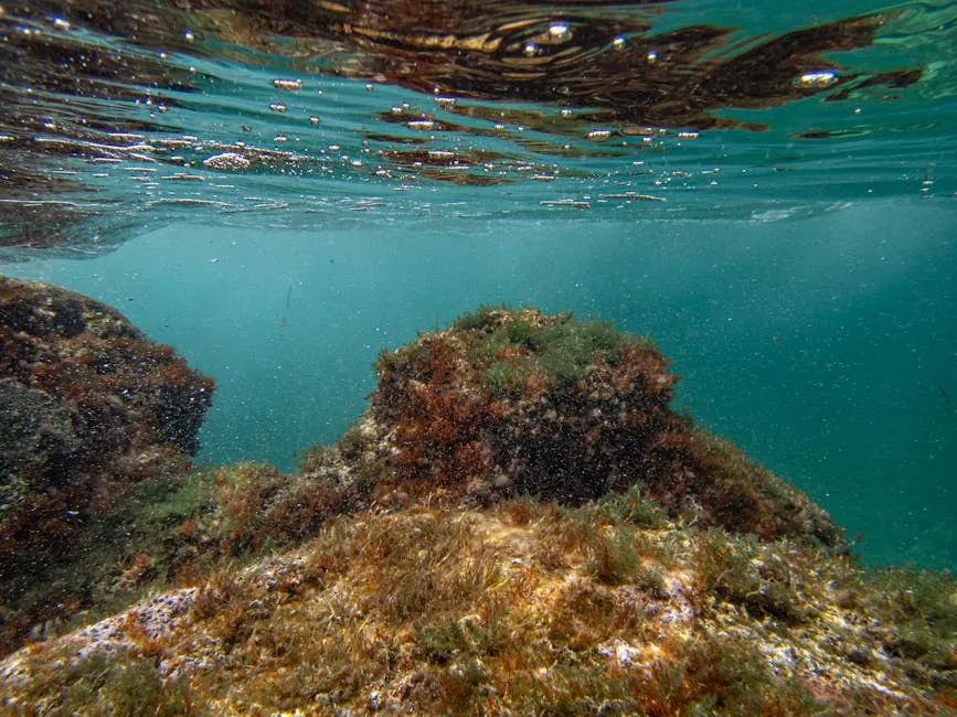Photo of a Coral Reef