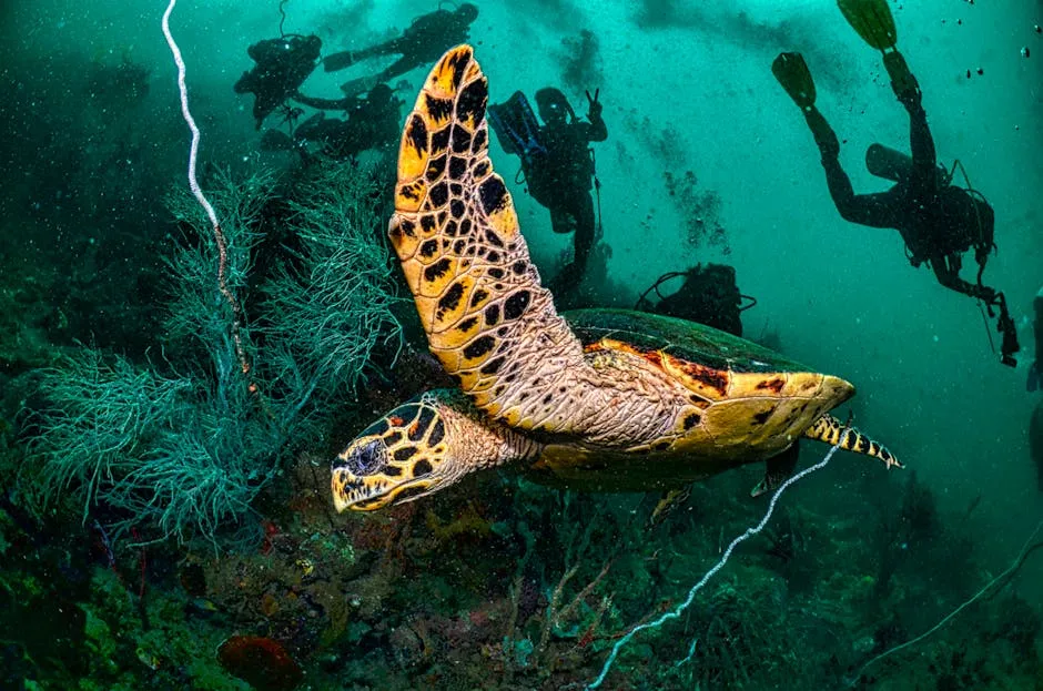 Close-up of a Hawksbill Sea Turtle