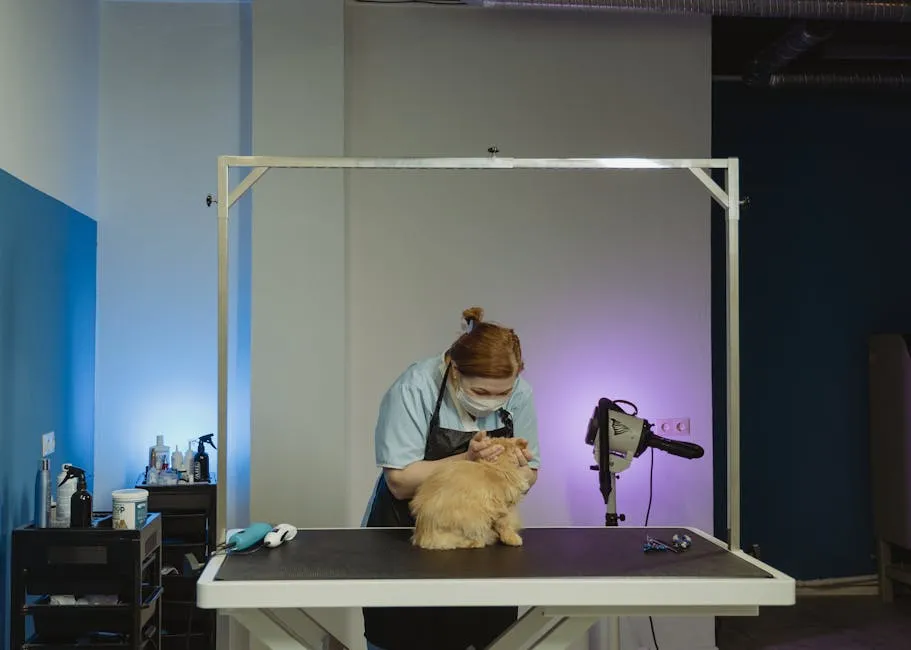 Grooming of Cat by a Professional Groomer