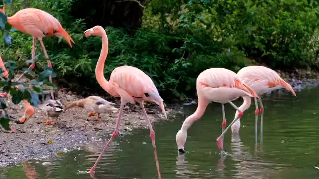 Horizontal video: Flamingos and ducks on riverbank 11326330. Duration: 27 seconds. Resolution: 3840x2160