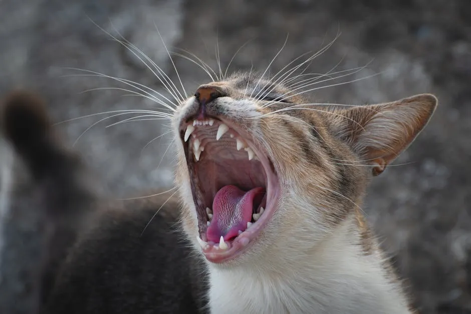 Yawning Cat in Close-up View