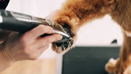 Horizontal video: A person is using a hair dryer to dry a dog s paw 19153380. Duration: 5 seconds. Resolution: 1920x1080
