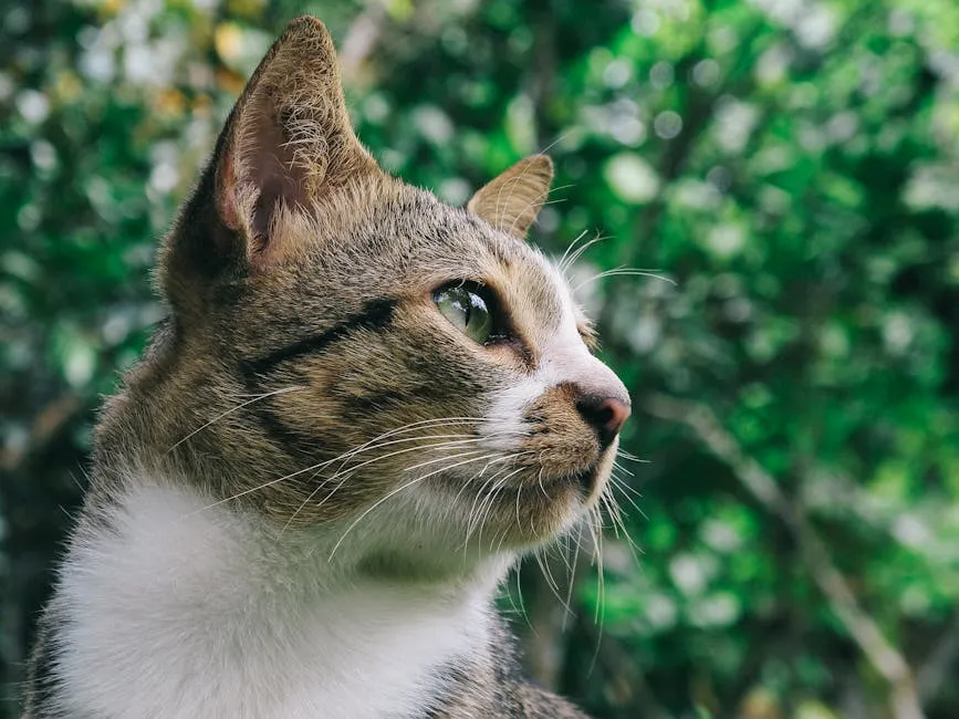 Close Up Photo of Gray and White Tabby Cat