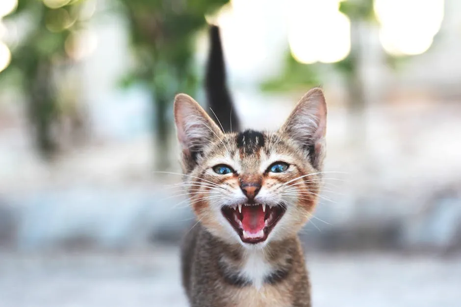 Photo of Little Cat Meowing