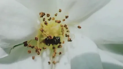 Horizontal video: Close up view of a bee on a white flower 4934224. Duration: 9 seconds. Resolution: 1920x1080