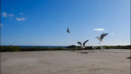 Horizontal video: Birds eating together 5342235. Duration: 128 seconds. Resolution: 3840x2160