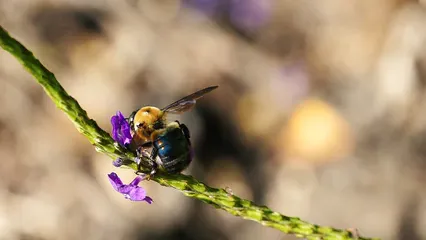 Horizontal video: A bee flying away after feeding on flowers nectar 5645554. Duration: 14 seconds. Resolution: 1920x1080