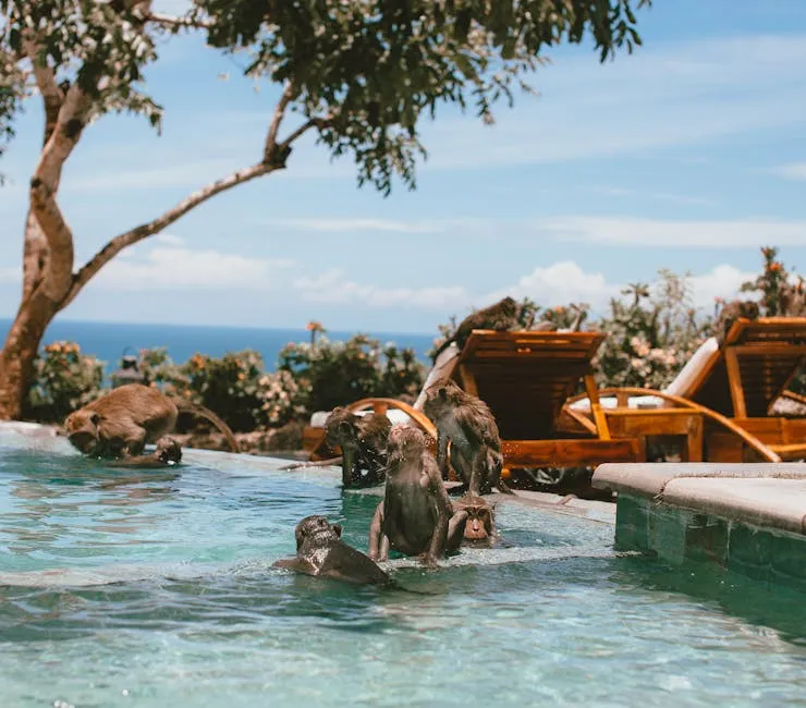 Monkeys Playing in the Swimming Pool