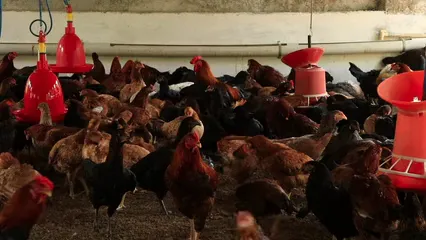 Horizontal video: Chickens in a coop 6726900. Duration: 32 seconds. Resolution: 1920x1080