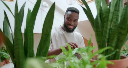 Horizontal video: Smiling man taking care of houseplants 9720750. Duration: 24 seconds. Resolution: 4096x2160