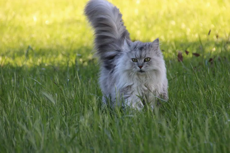 Asian Semi-longhair Cat on Grass