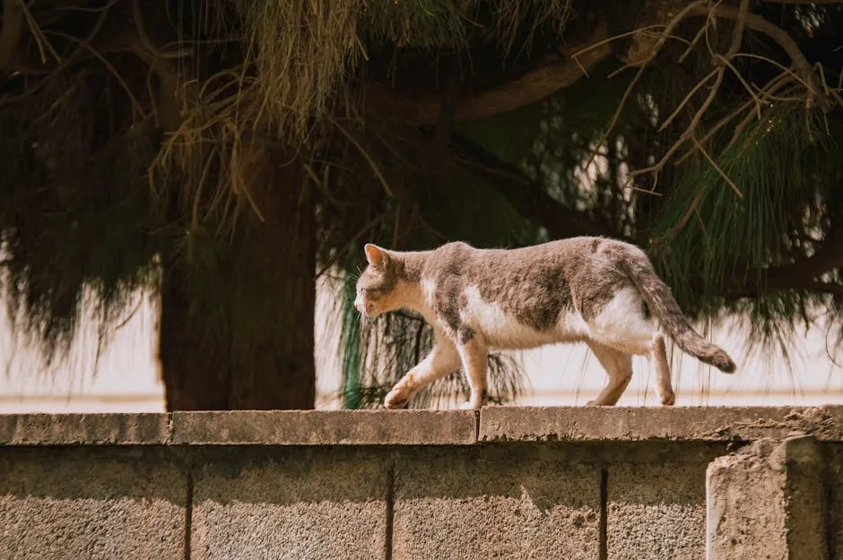 A Cat Walking on a Concrete