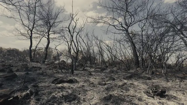Horizontal video: Dramatic landscape after forest fire 25792662. Duration: 59 seconds. Resolution: 3840x2160