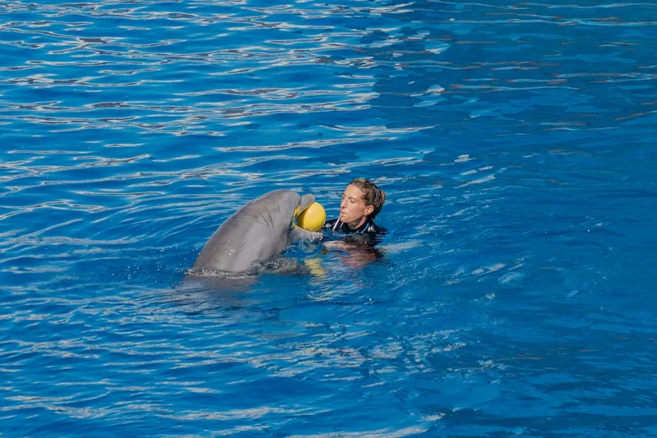 Trainer and Dolphin Interaction in Pool