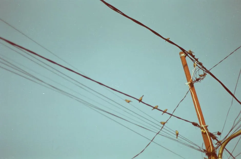 Electric Post and Flock of Brown Birds Preached on Power Line