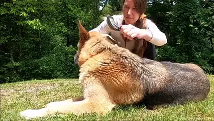 Horizontal video: Woman brushing her dog 4484049. Duration: 16 seconds. Resolution: 2560x1440