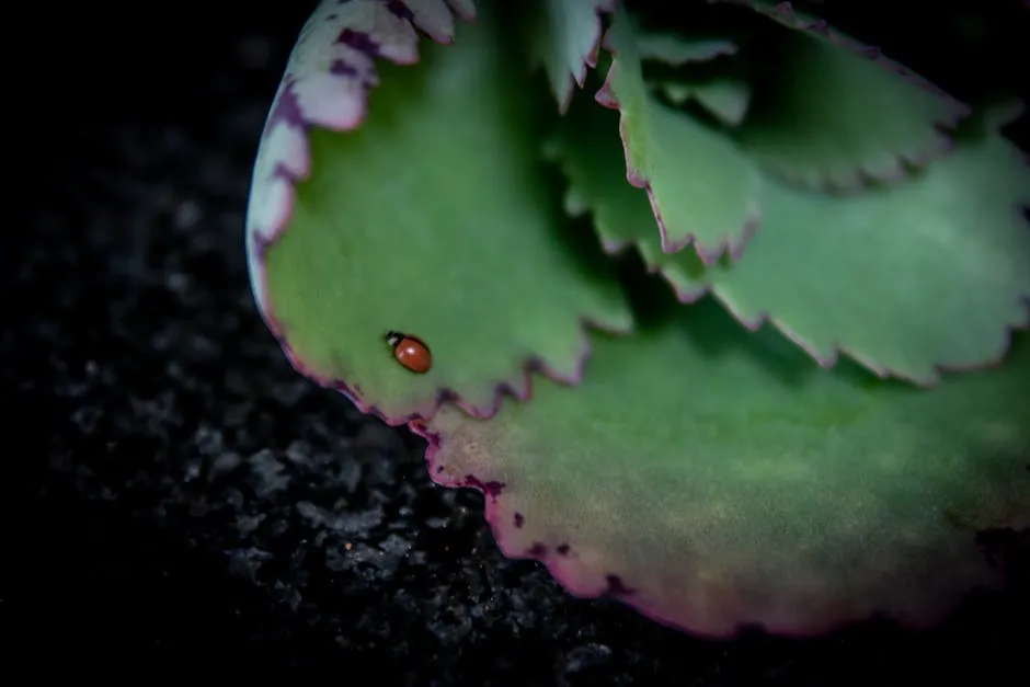 Ladybug on Green Leaf
