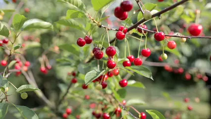 Horizontal video: An abundant cherry tree 4863141. Duration: 17 seconds. Resolution: 1920x1080