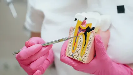 Horizontal video: Person showing the parts of the tooth 5099677. Duration: 16 seconds. Resolution: 3840x2160