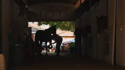 Horizontal video: A person cleaning the hoof of a horse 8625425. Duration: 10 seconds. Resolution: 1920x1080