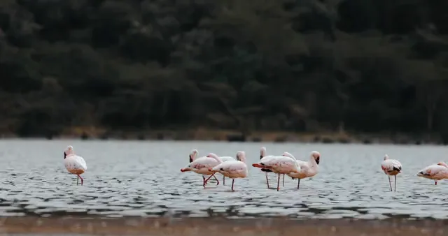 Horizontal video: Flock of flamingos in river 11025393. Duration: 20 seconds. Resolution: 4096x2160