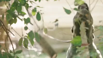 Horizontal video: A dog barking 5496010. Duration: 36 seconds. Resolution: 3840x2160
