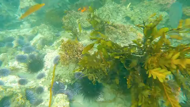 Horizontal video: Underwater video footage of marine lives 8823446. Duration: 10 seconds. Resolution: 3840x2160