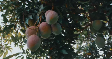 Horizontal video: Low angle view of mangoes growing on a tree branch 11760139. Duration: 16 seconds. Resolution: 4096x2160