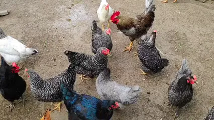 Horizontal video: Hens in farm 12012874. Duration: 10 seconds. Resolution: 2560x1440