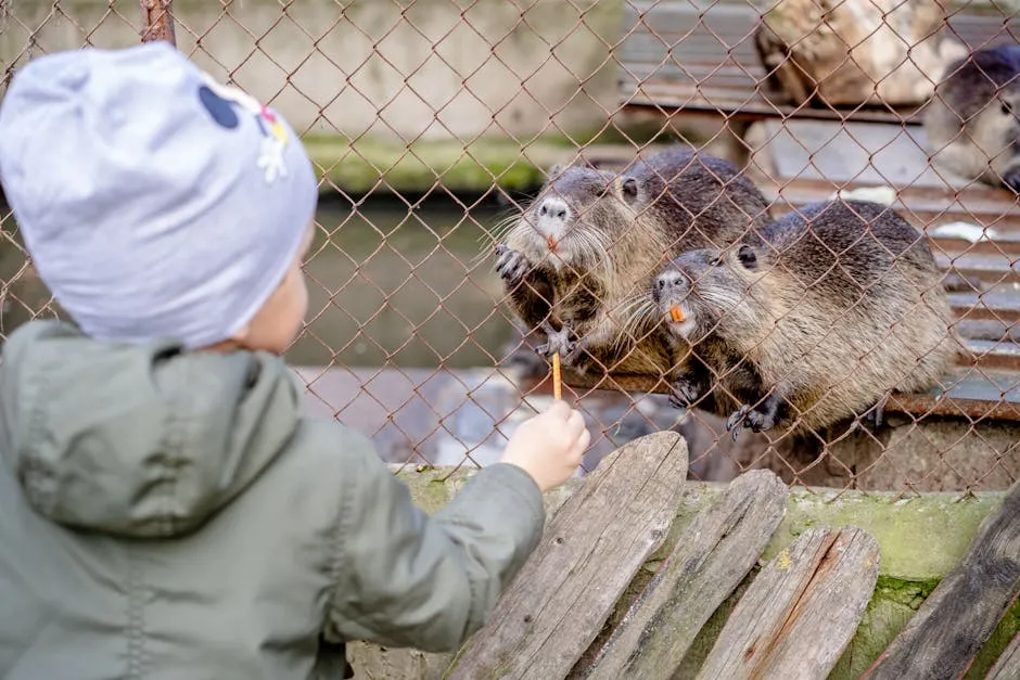 Boy in Gray Jacket Feeding Beavers