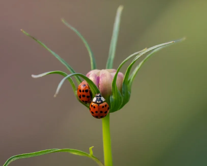 Ladybugs on a Flower