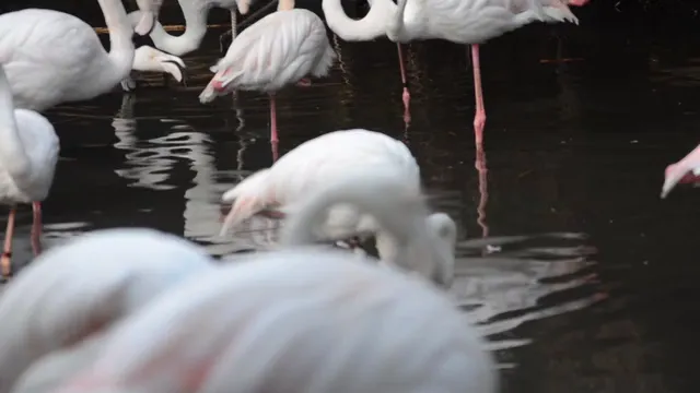 Horizontal video: Elegant flamingos in serene pond setting 28941649. Duration: 10 seconds. Resolution: 1920x1080