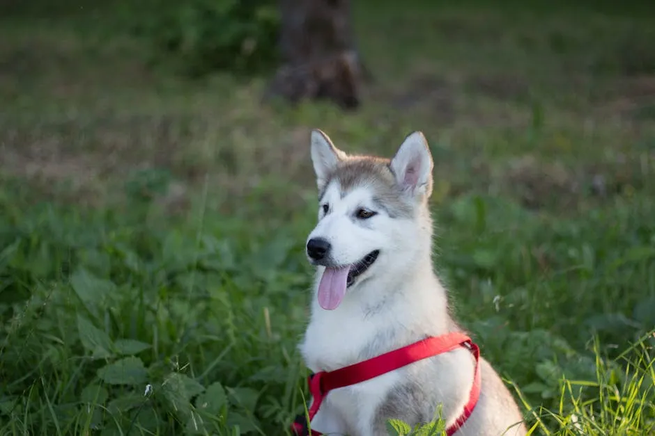 White and Brown Siberian Husky Dog on Green Grass Field