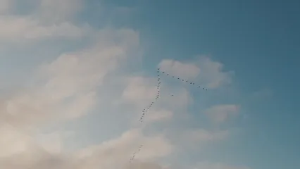 Horizontal video: A flock of birds flying on the air 4916727. Duration: 4 seconds. Resolution: 1920x1080
