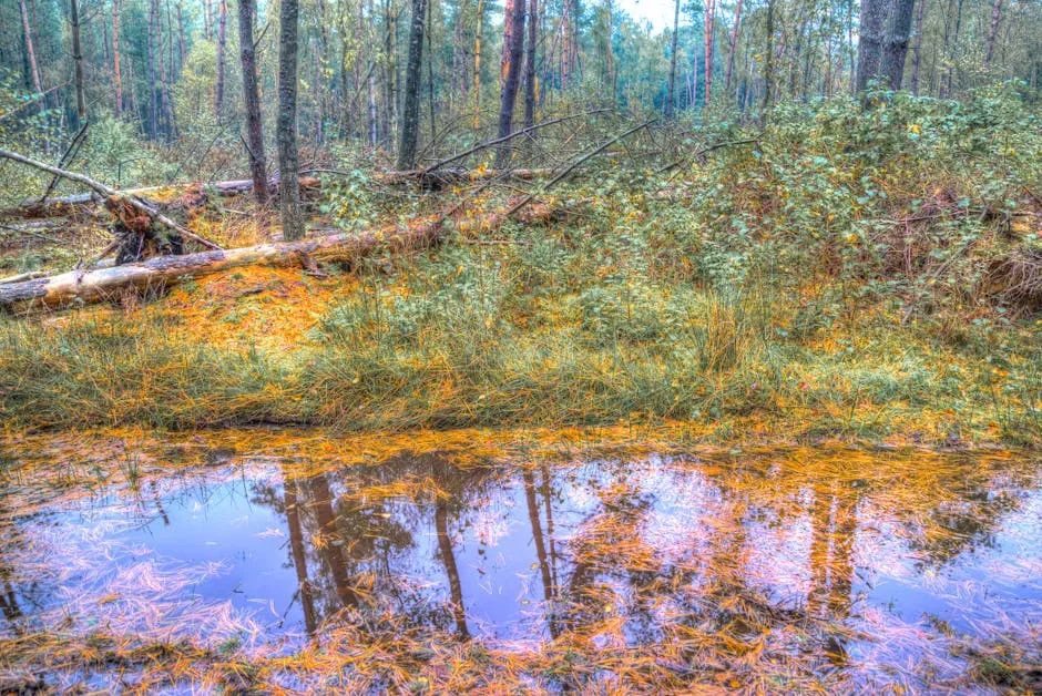 Green Forest With Swamp