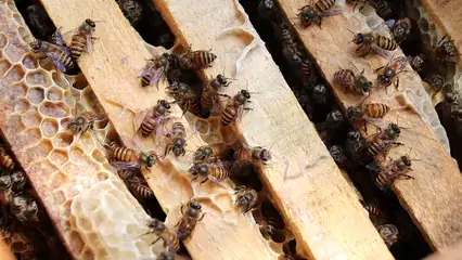 Horizontal video: Honeybees making honeycomb 6872489. Duration: 52 seconds. Resolution: 1920x1080