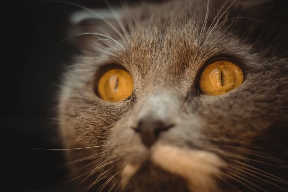 Close-Up Shot of a Brown Cat's Face