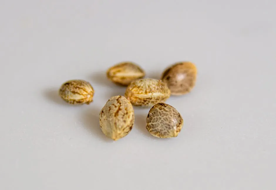 Brown Seed on the White Surface