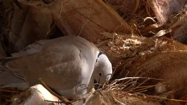 Horizontal video: Turtledove nurturing hatchling in nest footage 28976240. Duration: 92 seconds. Resolution: 3840x2160